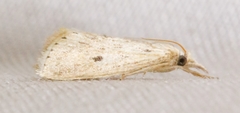 Diatraea