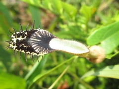 Aristolochia robertii