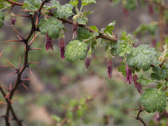 Ribes roezlii roezlii