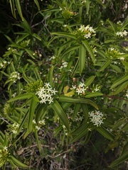 Vallesia laciniata