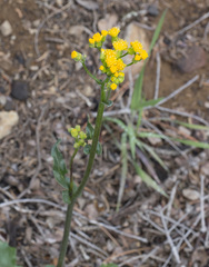 Senecio aronicoides