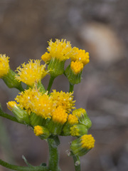 Senecio aronicoides