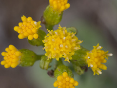 Senecio aronicoides