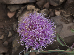 Allium platycaule