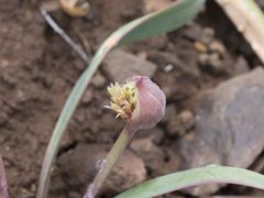 Allium platycaule