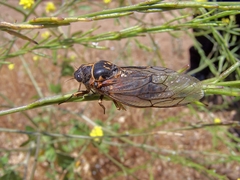 Clidophleps