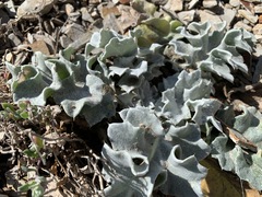 Cirsium rhothophilum