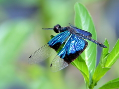 Rhyothemis resplendens
