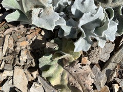 Cirsium rhothophilum