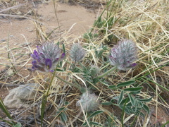 Astragalus laguroides
