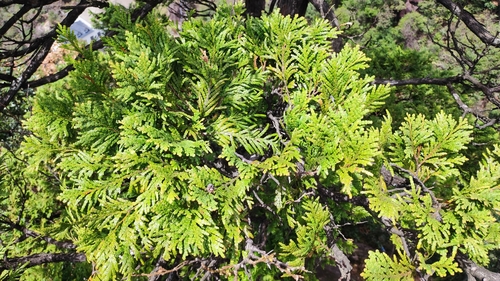 Fokienia hodginsii observed 2026-04-05