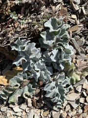 Cirsium rhothophilum