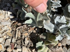 Cirsium rhothophilum