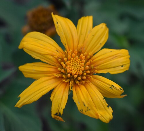 Mexican sunflower