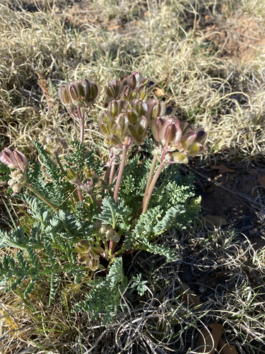 Constance's Spring Parsley (Vesper constancei)