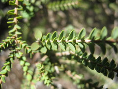 Melaleuca gibbosa