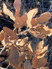 Quercus × undulata, photograph (c) Donald Hampton, some rights reserved (CC BY-SA)