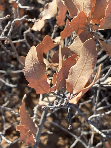 Quercus × undulata, photograph 3