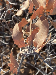 Quercus × undulata, photograph (c) Donald Hampton, some rights reserved (CC BY-SA)