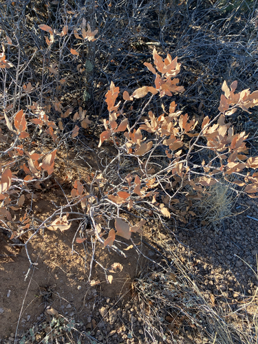 Quercus × undulata, photograph 1