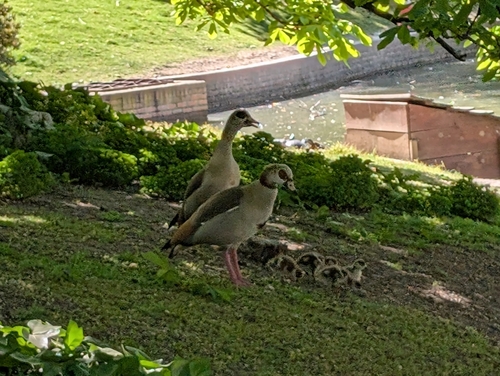 iNaturalist: (c) Ines Franke, some rights reserved (CC BY-NC), uploaded by Ines Franke iNaturalist image