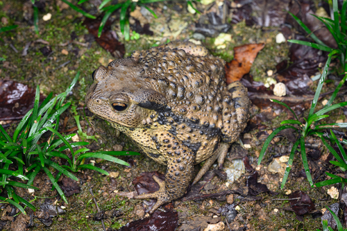 Asiatic Toad, photo 4 of 8