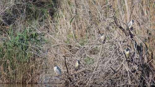 iNaturalist: (c) Juan Antonio Herreros Ruiz, some rights reserved (CC BY-NC), uploaded by Juan Antonio Herreros Ruiz iNaturalist image