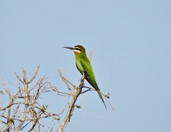 Merops superciliosus