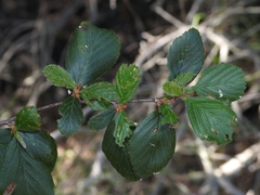 Cercocarpus betuloides blancheae