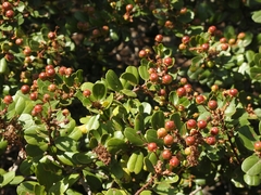 Ceanothus megacarpus insularis