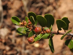 Ceanothus megacarpus insularis