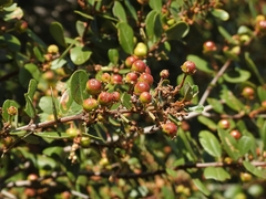Ceanothus megacarpus insularis