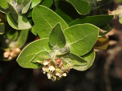 Arctostaphylos viridissima