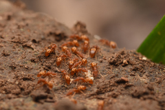 Strumigenys kumadori