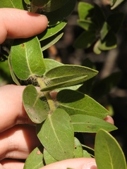 Arctostaphylos viridissima