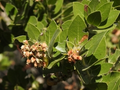 Arctostaphylos viridissima