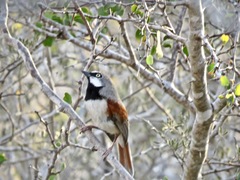 Calicalicus rufocarpalis