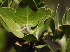 Arctostaphylos viridissima