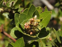 Arctostaphylos viridissima