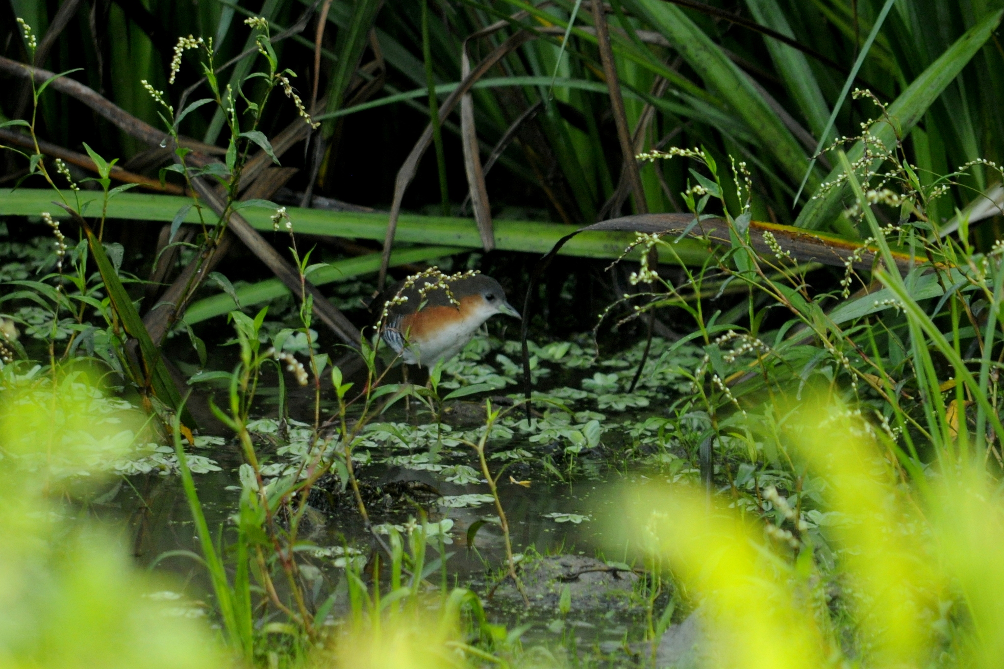 Rufous-sided Crake (Laterallus melanophaius), photo 5