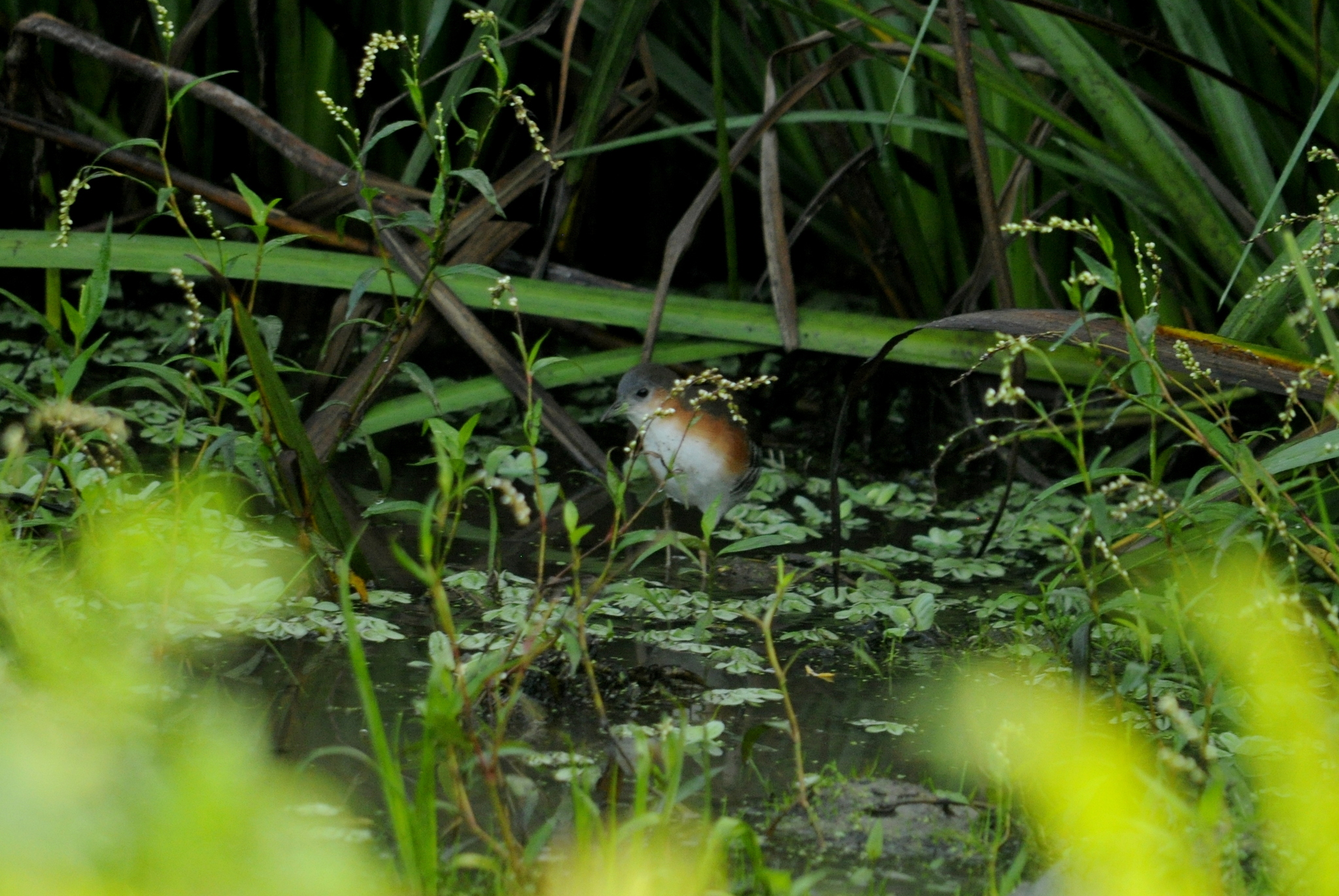 Rufous-sided Crake (Laterallus melanophaius), photo 6