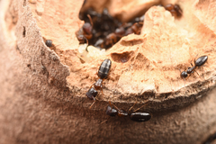 Colobopsis nipponica