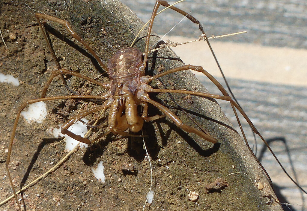 Metaphalangium bispinifrons