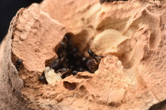 Colobopsis nipponica