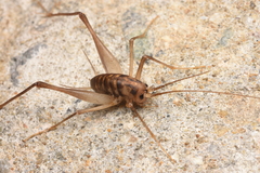 Tachycines asynamorus