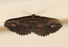 Eucymatoge scotodes