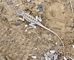 Chalarodon madagascariensis