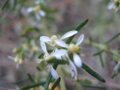 Olearia ramulosa