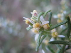 Olearia ramulosa