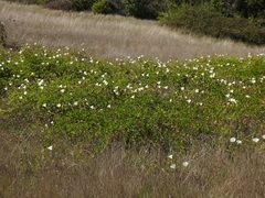 Calystegia macrostegia macrostegia